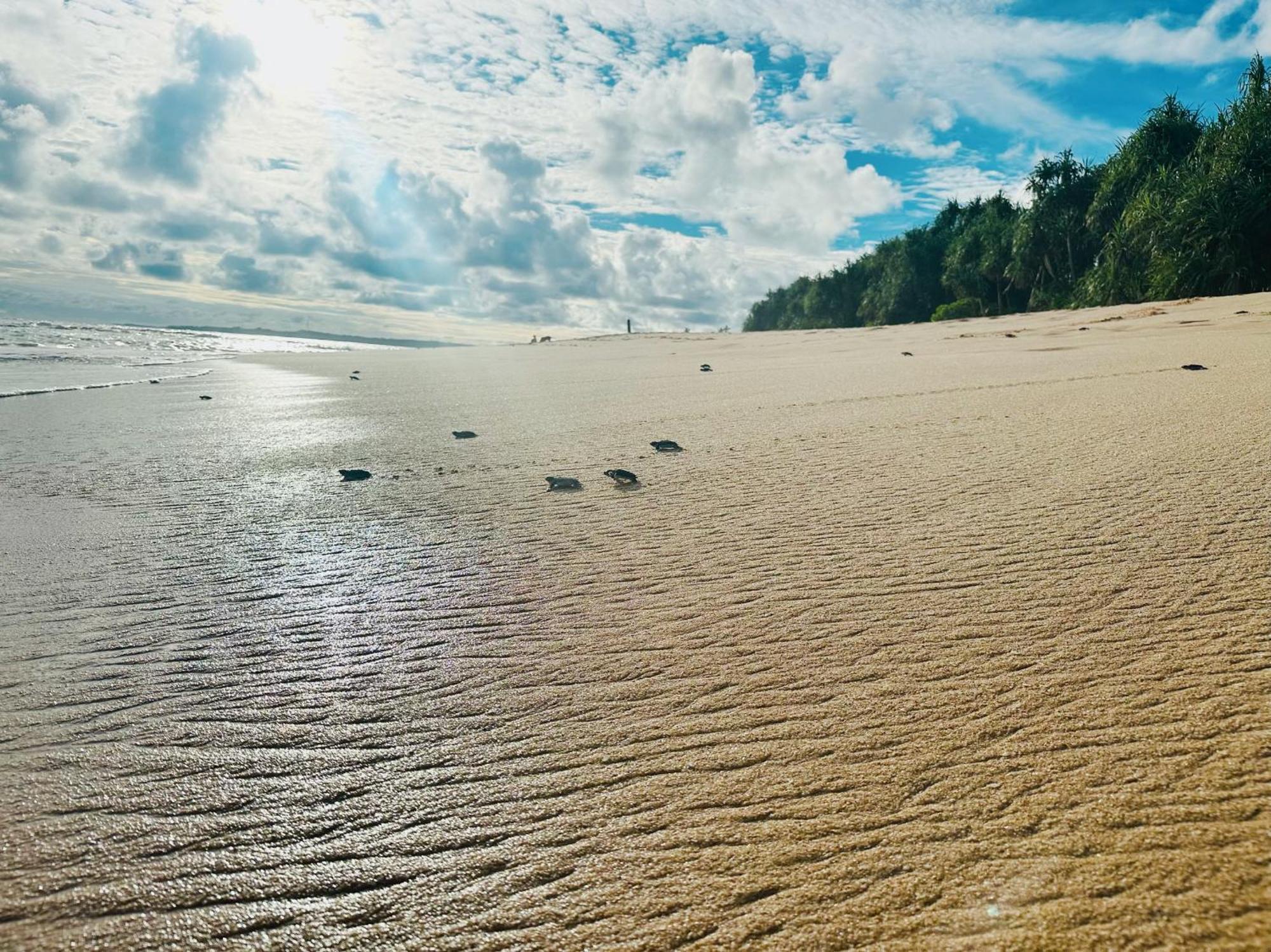 Shine Wave Turtle Beach Tangalle Eksteriør bilde